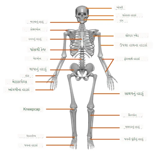 હાડકાં (અસ્થિ)