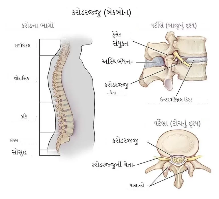 કરોડરજ્જુ મણકા ની સંખ્યા કેટલી