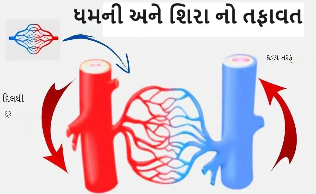 ધમની અને શિરા નો તફાવત