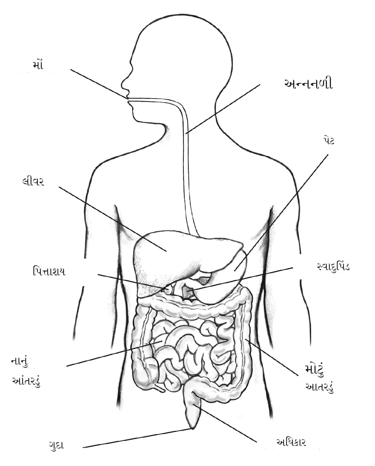 પાચનતંત્ર