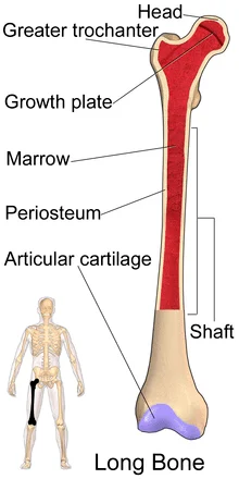 ફીમર (femur bone)