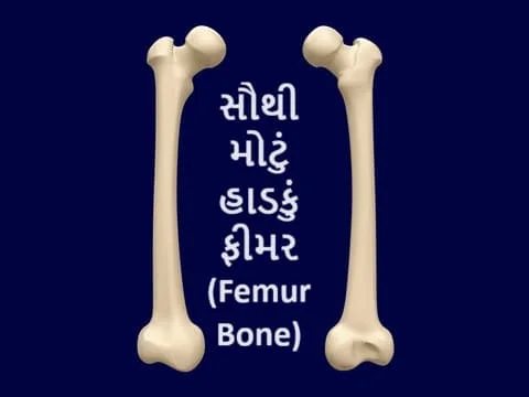 સૌથી મોટું હાડકું ફીમર (Femur Bone)