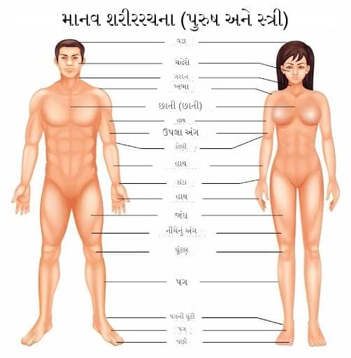 માનવ શરીર રચના