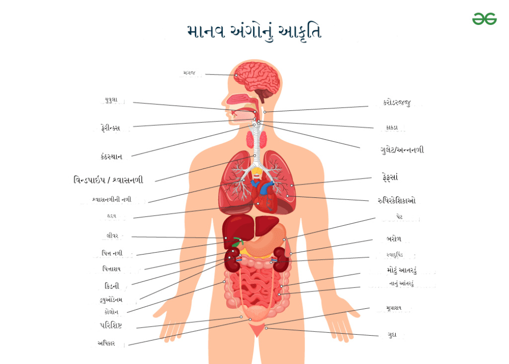 માનવ શરીરના અંગો