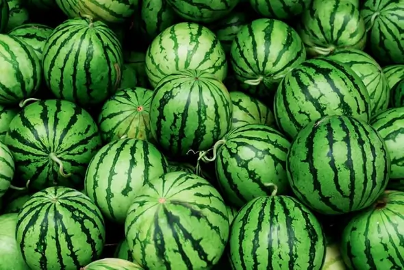 મધુર તરબૂચ