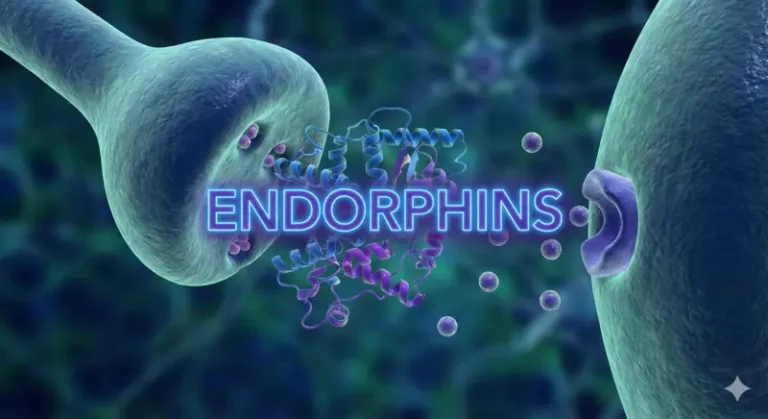 એન્ડોર્ફિન્સ (Endorphins)